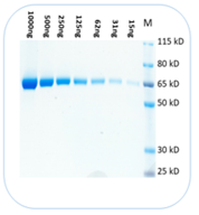 Prótein blettabuffi framleiddur í Bandaríkjunum